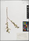 Foto von Salix lucida Muhl.